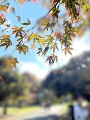 Poster - Vertical shot of a tree branches with green, red and yellow leaves