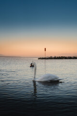 Poster - Vertical shot of a swan in Lake Geneva in Lausanne city at sunset, Switzerland