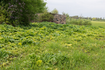 Sticker - Photo of hogweed, a poisonous plant, in a rural landscape