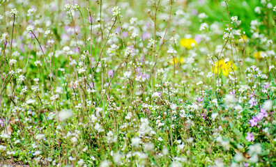 Wall Mural - abstract blossom flowers on field