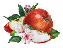 Watercolor Red Apples With Leaves And Flowers, Apple Slices Isolated On A White Background.Botanical Summer Fruit, Cookbook Stickers, Clipping Path.