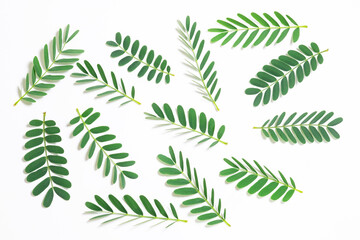 Wall Mural - green leaf isolated on white background. tamarind leaves.