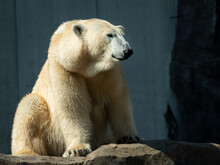 Portrait Of A Polar Bear In A Zoo