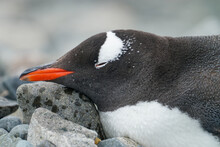 Antarctica Sleeping Gentoo Penguins 