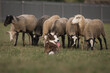 Cardigan welsh corgi dog gathers the sheep together