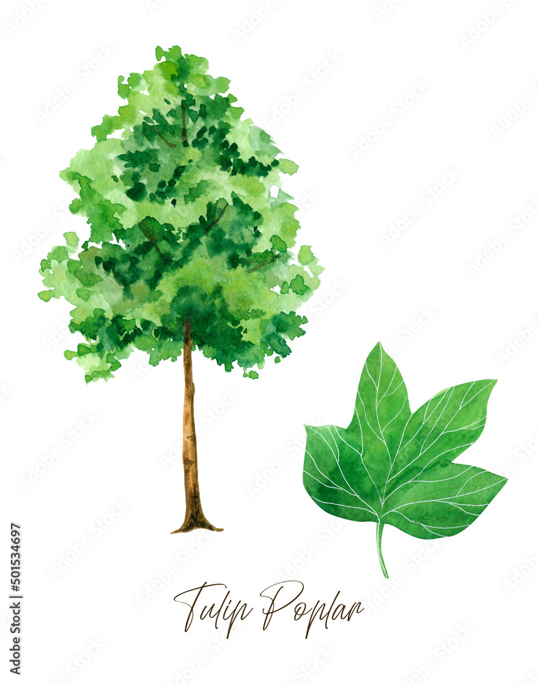 Tulip Poplar tree with leaves, Watercolor printable wall art