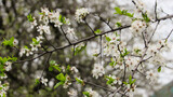 Fototapeta  - cherry blossom. flowering tree in spring. tree with white flowers on branches. spring wallpaper