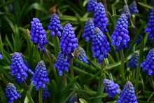 Close-up Of Spring Flowers. Mouse Hyacinth, Or Muscari Lat. Muscari. Blue Flowers In A Flower Bed.