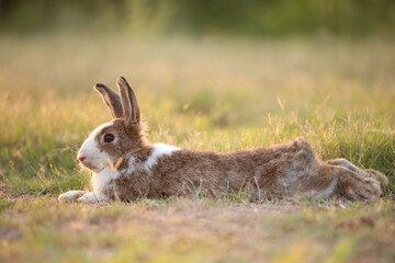 Rabbit in green field and farm way. Lovely and lively bunny in nature with happiness. Hare in the forest. Young cute bunny playing in the garden with grass and small flower in dreamy golden light.