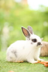 Wall Mural - Cute little rabbit on green grass with natural bokeh as background during spring. Young adorable bunny playing in garden. Lovely pet at park in spring.
