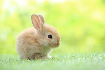 Cute little rabbit on green grass with natural bokeh as background during spring. Young adorable bunny playing in garden. Lovrely pet at park