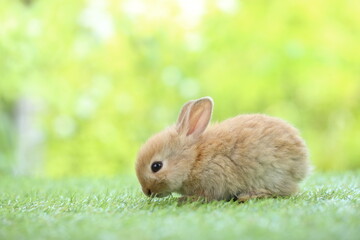 Cute little rabbit on green grass with natural bokeh as background during spring. Young adorable bunny playing in garden. Lovrely pet at park