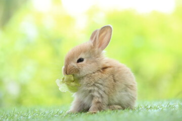 Cute little rabbit on green grass with natural bokeh as background during spring. Young adorable bunny playing in garden. Lovrely pet at park