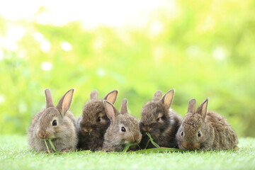 Wall Mural - Cute little rabbit on green grass with natural bokeh as background during spring. Young adorable bunny playing in garden. Lovrely pet at park