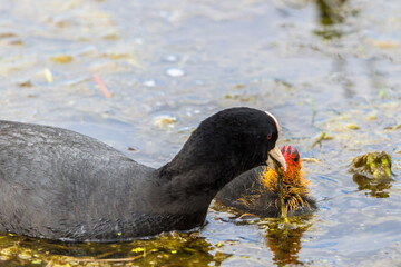 Poster - Eurasian Coot feeding her newborn chicken with plants in the water