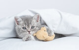 Fototapeta Koty - Cozy tiny kitten lying with favorite toy bear under warm white blanket on a bed at home