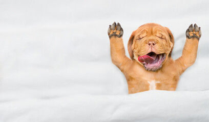 Aufkleber - Funny Mastiff puppy sleeps with open mouth and tongue out under white warm blanket on a bed at home. Top down view. Empty space for text