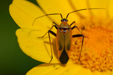 Wall Mural - Jumping Tree Bug (Calocoris nemoralis)