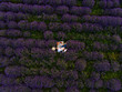 Happy couple having romantic picnic at lavender field. Blooming, purple lavender field from top view. Drone photography.