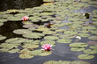 PInk waterlily nenuphars on water