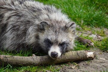 Wall Mural - raccoon dog