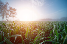 Fresh Shoots Of Wheat Covered With Dew In The Early Morning At Sunrise