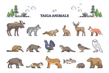 Taiga Animals Collection With Natural Habitat Creatures Type Outline Set. Isolated Wildlife Elements Group With Environment And Climate Typical Living Birds, Mammals And Fishes Vector Illustration.