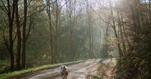 Australian Shepherd Running Along A Path In The Middle Of A Beautifully Sunny Forest