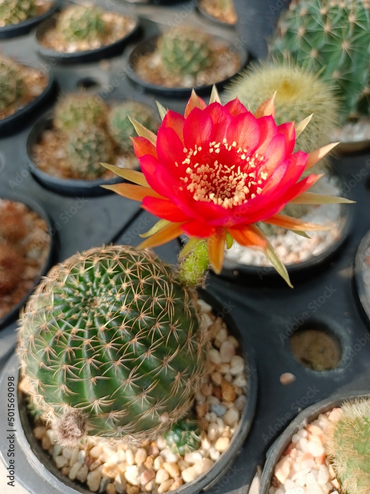 Lobivia cactus Stock Photo | Adobe Stock