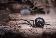 Female Black Widow Spider From The New Jersey Pine Barrens.