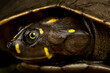 Yellow-spotted Amazon River Turtle (Podocnemis unifilis)