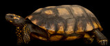 Fototapeta Zwierzęta - Yellow-footed tortoise (Chelonoidis denticulatus)