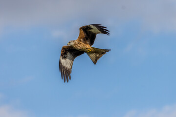 Wall Mural - Red Kite (Milvus milvus)