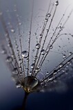 Fototapeta Dmuchawce - drops of water