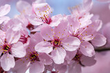 Fototapeta Kwiaty - Różowe kwiaty w okresie wiosennym