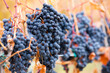 Shiraz Grapes Vineyard Okanagan Valley Landscape