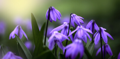 Wall Mural - puprle snowdrops on a blurred nature background