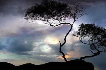 Wall Mural - trees silhouette on front night starry sky and moon dramatic panorama nature weather forecast