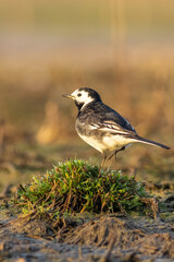 Wall Mural - Pied wagtail (Motacilla alba)