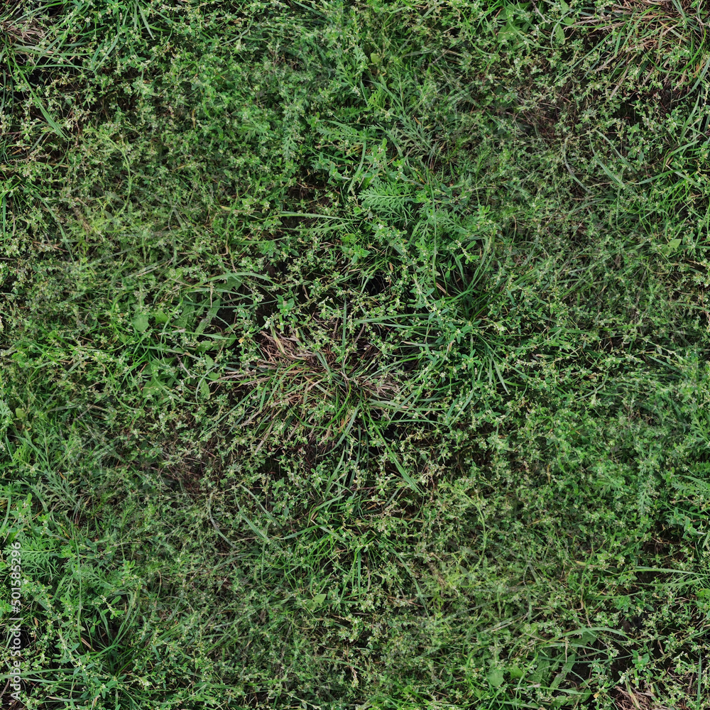 green grass texture, seamless forest textures. Stock-foto | Adobe Stock