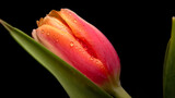 Fototapeta Tulipany - Water drops on tulip