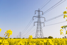 Electricity Pylons In A Field Of Rape Seed Flowers In Full Bloom On A Sunny Day. Hertfordshire, UK