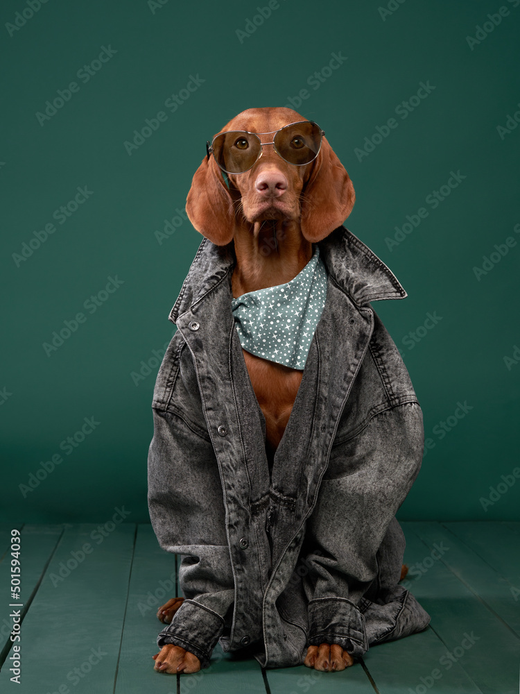 Hungarian Vizsla Jacket Hungarian Vizsla Jacket