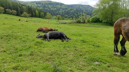 Wall Mural - The sleepy lying horse in the meadow is breathing.