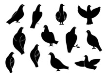 Set Of Dove Silhouettes, Black Birds Outline