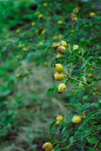 The Green Berries Of Rosehips Ripen On The Bush. Roseberry During Ripening