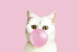 White British cat blows a bubble from pink chewing gum.