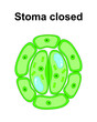 Scientific Designing of Stoma Closed. Colorful Symbols. Vector Illustration.