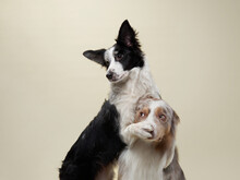 Two Dogs Hugging. Happy Border Collie On A Beige Background In Studio. Love Pet