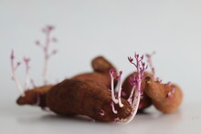 Sprouted Sweet Potato. Shot On White Background